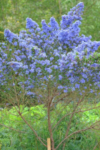Amerikaanse sering Ceanothus 'Puget Blue' struik 20-30 C2 Ceanothus 'Puget Blue' struik 20-30 cm