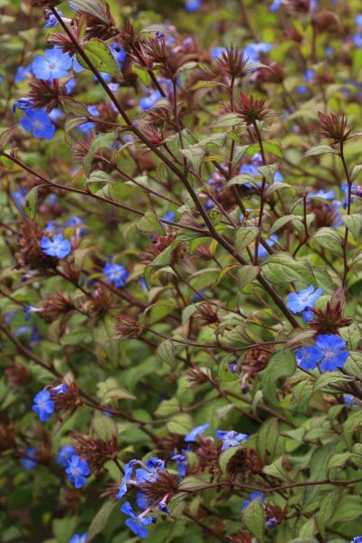 Chinese loodkruid Ceratostigma willmottianum struik 30-40 C3 Ceratostigma willmottianum struik 30-40 cm