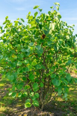 Amerikaanse judasboom Cercis canadensis struik 100-125 C10 Cercis canadensis struik 100-125 cm