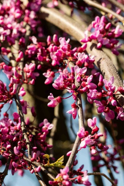 Cercis canadensis 'Lavender Twist' C10 175-200