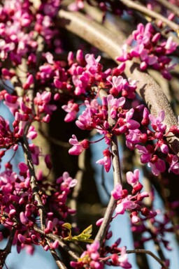 Judasboom Cercis canadensis 'Lavender Twist' struik 175-200 C10 Cercis canadensis 'Lavender Twist' struik 175-200 cm