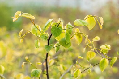 Judasboom Cercis canadensis 'Lavender Twist' struik 175-200 C10 Cercis canadensis 'Lavender Twist' struik 175-200 cm