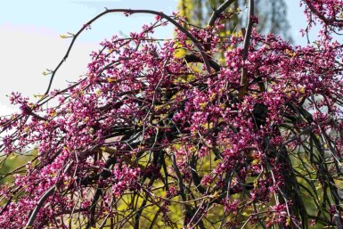 Cercis canadensis 'Lavender Twist' C10 175-200