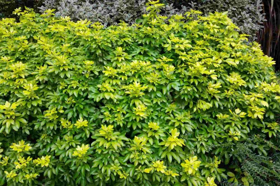 Choisya Choisya ternata 'Sundance' struik 15-20 C2 Choisya ternata 'Sundance' struik 15-20 cm