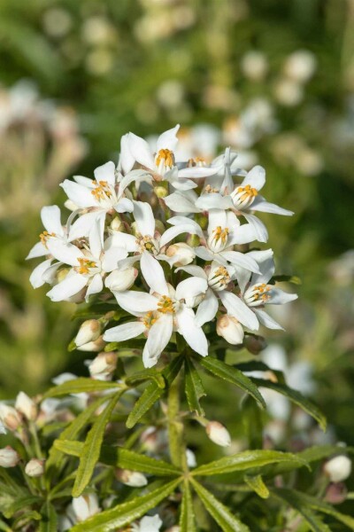 Choisya ternata 'White Dazzler' C7,5 40-50