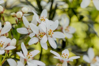 Choisya ternata 'White Dazzler' C7,5 40-50