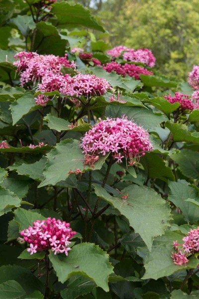 Kansenboom Clerodendrum bungei struik 30-40 C3 Clerodendrum bungei struik 30-40 cm