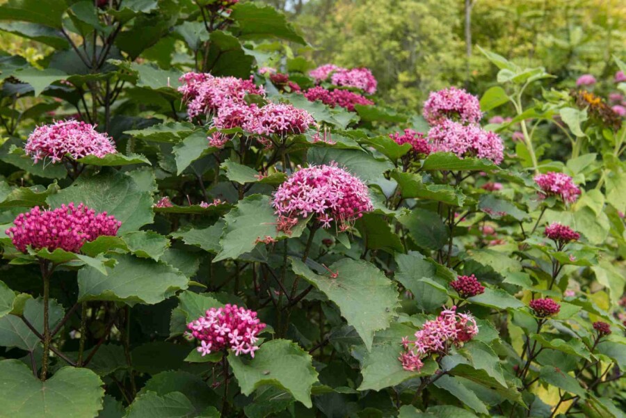 Kansenboom Clerodendrum bungei struik 30-40 C3 Clerodendrum bungei struik 30-40 cm