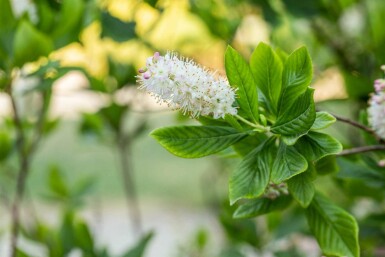 Clethra alnifolia C2 40-50
