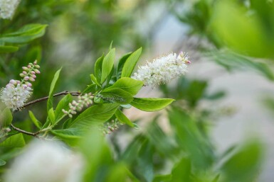 Clethra alnifolia C2 40-50