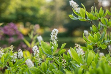 Clethra alnifolia C2 40-50