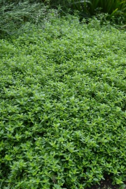 Citroentijm Thymus citriodorus 'Aureus' 5-10 Pot P9 Thymus citriodorus 'Aureus'