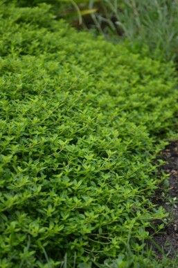 Thymus citriodorus 'Aureus'