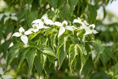 Cornus kousa 'Milky Way' C10 100-125
