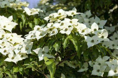 Cornus kousa 'Milky Way' C10 100-125