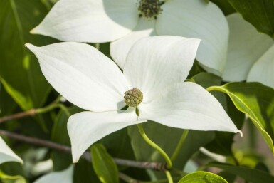Cornus kousa 'Milky Way' C10 100-125