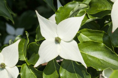 Cornus kousa 'Milky Way' C10 100-125