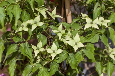 Cornus kousa 'Milky Way' C10 100-125