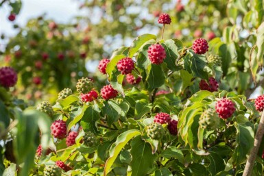Cornus kousa 'Milky Way' C7,5 80-100