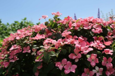 Cornus kousa 'Satomi Compact' struik 50-60 cm