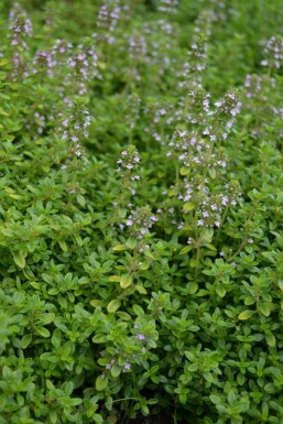 Geelbladige citroentijm Thymus citriodorus 'Bertram Anderson' 5-10 Pot P9