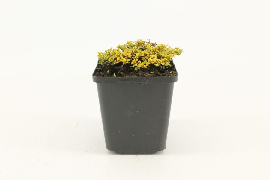 Geelbladige citroentijm Thymus citriodorus 'Bertram Anderson' 5-10 Pot P9