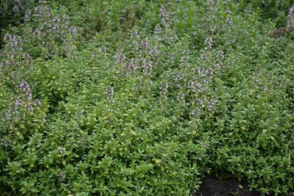 Geelbladige citroentijm Thymus citriodorus 'Bertram Anderson' 5-10 Pot P9