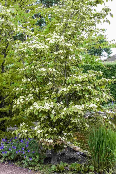 Cornus kousa 'Teutonia' C15 100-125