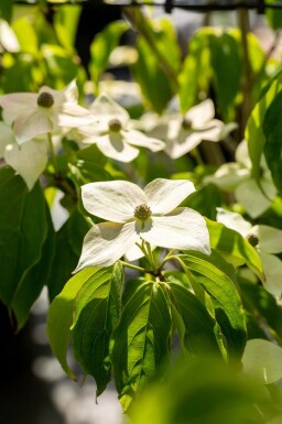 Cornus kousa 'Teutonia' C15 100-125