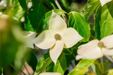 Cornus kousa 'Teutonia' C15 100-125