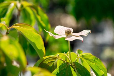 Cornus kousa 'Teutonia' C15 100-125