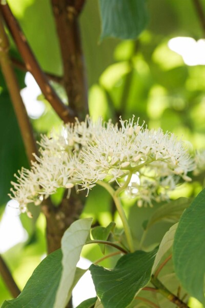 Cornus sericea 'Flaviramea' C2 60-80