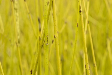 Cornus sericea 'Flaviramea' C2 60-80