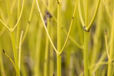 Cornus sericea 'Flaviramea' C2 60-80