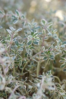 Citroentijm Thymus citriodorus 'Silver Queen' 5-10 Pot P9 Thymus citriodorus 'Silver Queen'