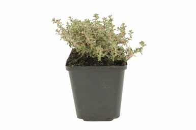 Citroentijm Thymus citriodorus 'Silver Queen' 5-10 Pot P9 Thymus citriodorus 'Silver Queen'