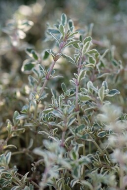 Thymus citriodorus 'Silver Queen'