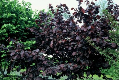 Hazelnoot Corylus avellana 'Rode Zellernoot' struik Corylus avellana 'Rode Zellernoot' struik