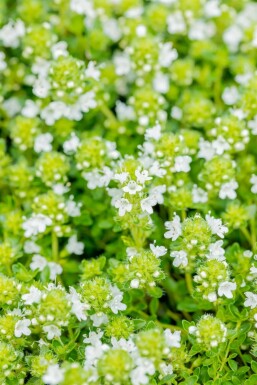 Kruiptijm Thymus praecox 'Albiflorus' 5-10 Pot P9 Thymus praecox 'Albiflorus'