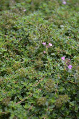 Kruiptijm Thymus praecox 'Coccineus' 5-10 Pot P9 Thymus praecox 'Coccineus'