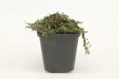Kruiptijm Thymus praecox 'Coccineus' 5-10 Pot P9 Thymus praecox 'Coccineus'