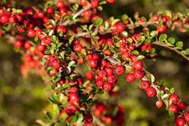 Dwergmispel Cotoneaster horizontalis struik 30-40 C2 Cotoneaster horizontalis struik 30-40 cm