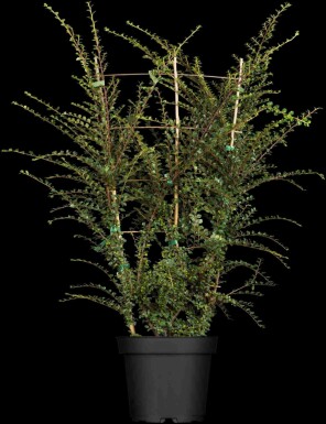 Dwergmispel Cotoneaster horizontalis struik 30-40 C2 Cotoneaster horizontalis struik 30-40 cm