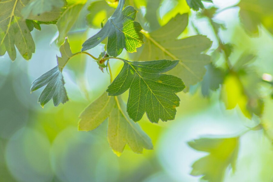 Eenstijlige meidoorn Crataegus monogyna struik 40-60 C2,5 Crataegus monogyna struik 40-60 cm