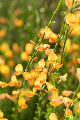 Brem Cytisus 'Apricot Gem' struik 30-40 C1,5 Cytisus 'Apricot Gem' struik 30-40 cm