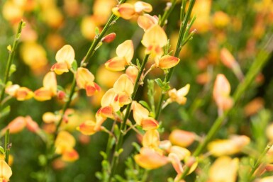 Brem Cytisus 'Apricot Gem' struik 30-40 C1,5 Cytisus 'Apricot Gem' struik 30-40 cm