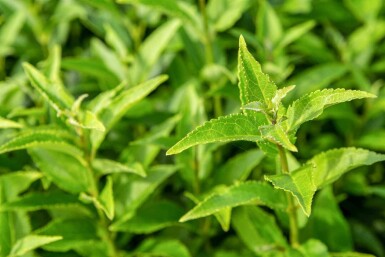 Deutzia gracilis C3 20-25