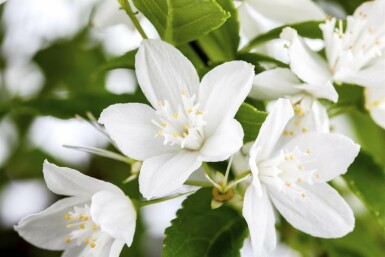 Deutzia gracilis C10 50-60