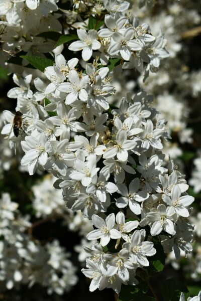 Deutzia gracilis 'Nikko' C1,3 25-30