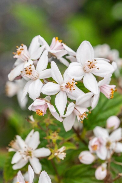 Deutzia 'Mont Rose' C3 60-80